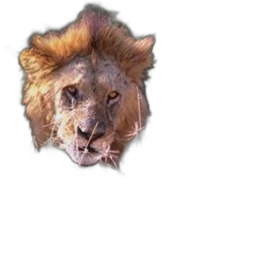 animal, staff, crown, face, photorealistic, 3d render, concept art, pixel art transparent PNG cut-out