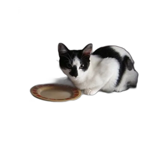 food, animal, black, white, cat, sits, desk, next transparent PNG cut-out