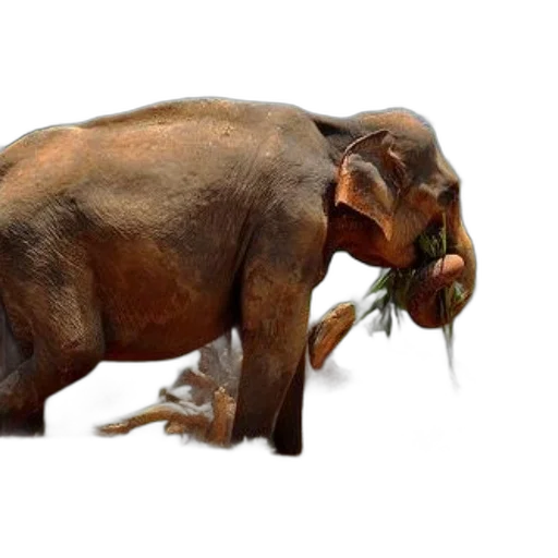 animal, creature, food, photorealistic, concept art, 3d render, majestic, elephant transparent PNG cut-out