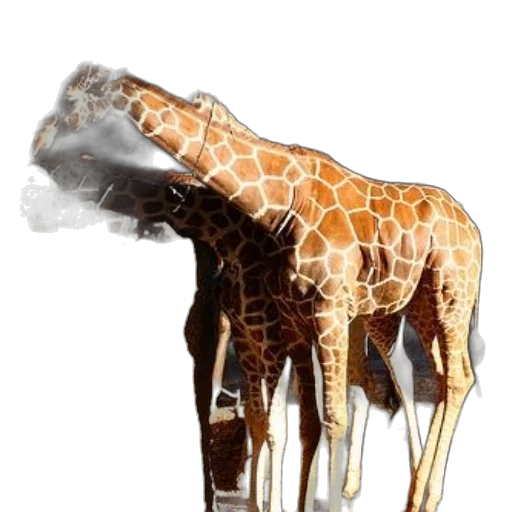 animal, creature, staff, weapon transparent PNG cut-out