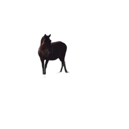 animal, creature, hat, crown, pixel art, 3d render, photorealistic, concept art transparent PNG cut-out