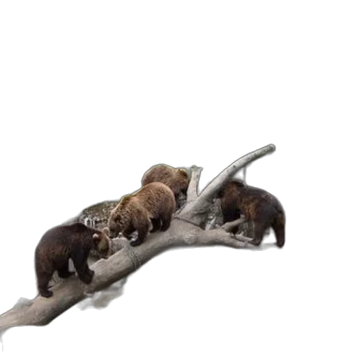 staff, tree, animal, weapon transparent PNG cut-out
