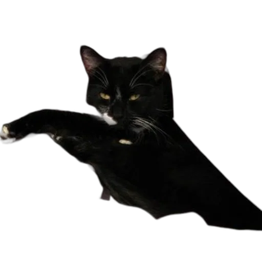animal, creature, staff, dragon transparent PNG cut-out