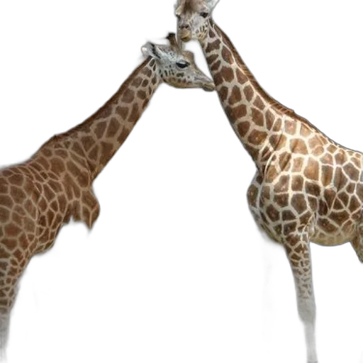 animal, creature, staff, 3d render, concept art, photorealistic, two, giraffes transparent PNG cut-out