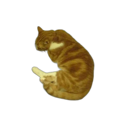 animal, staff, food, creature, pixel art, photorealistic, 3d render, concept art transparent PNG cut-out