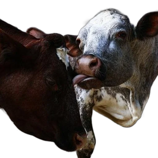 animal, mask, face, creature, photorealistic, two, cows, one transparent PNG cut-out
