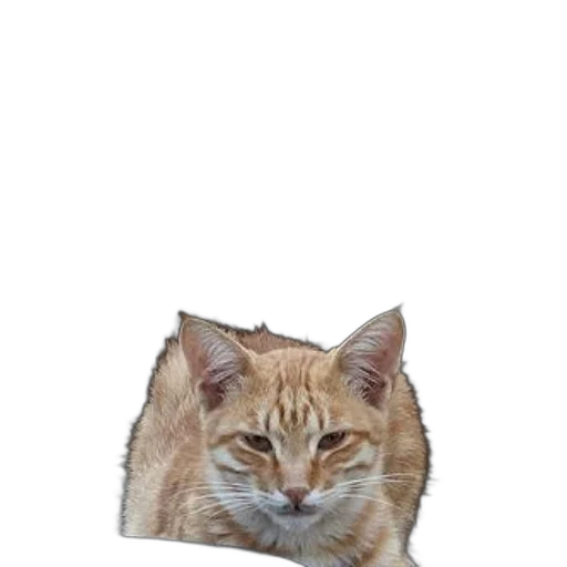 animal, creature, face, staff, photorealistic, pixel art, 3d render, concept art transparent PNG cut-out