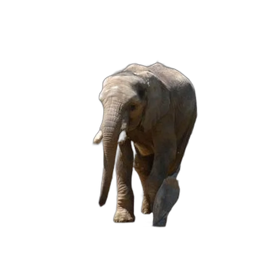 animal, creature, staff, hat, 3d render, photorealistic, concept art, majestic transparent PNG cut-out