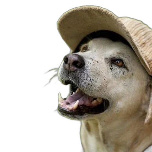 hat, animal, creature, face, photorealistic, 3d render, happy, dog transparent PNG cut-out