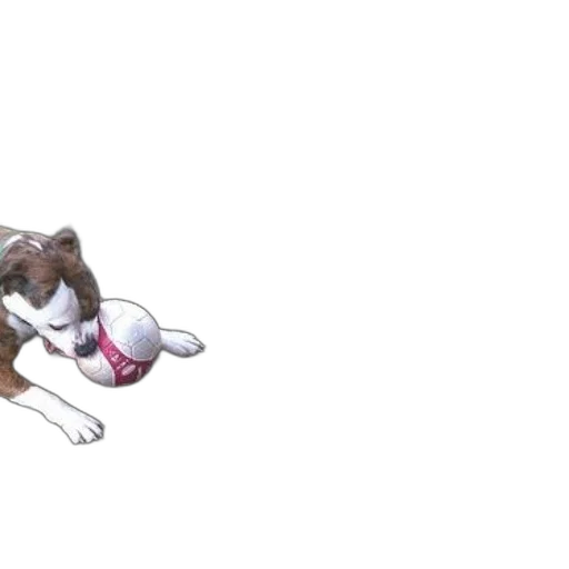 animal, creature, shoes, 3d render, concept art, photorealistic, watercolor, dog transparent PNG cut-out