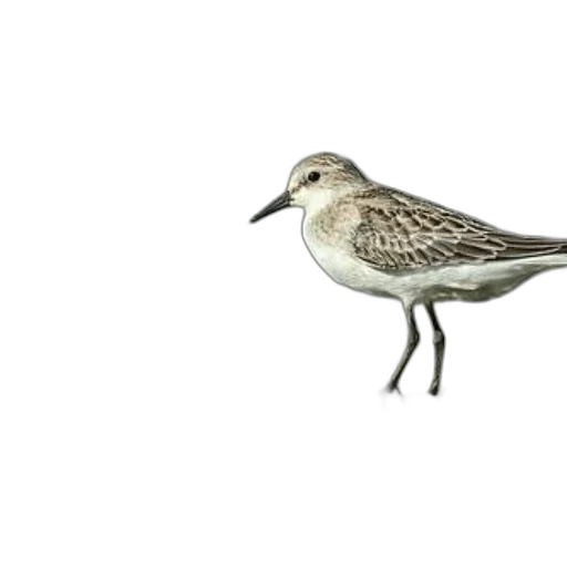 animal, creature, staff, food, 3d render, photorealistic, concept art, sandpiper transparent PNG cut-out