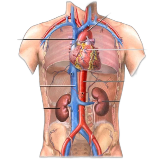 anatomical, illustration, human, circulatory, system, highlighting, aorta, inferior transparent PNG cut-out
