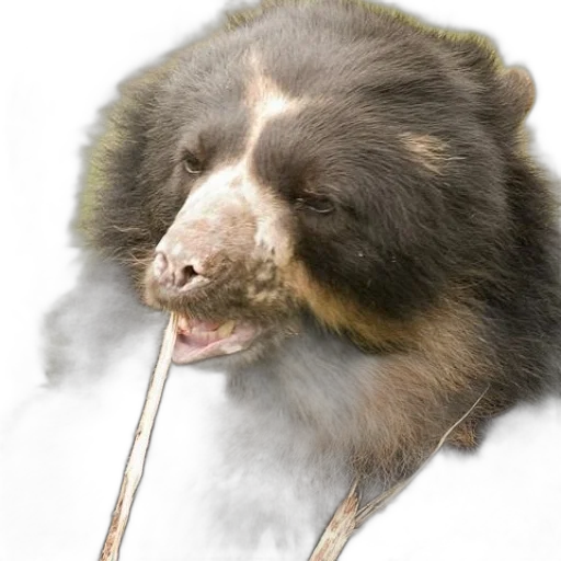 staff, animal, creature, food, photorealistic, close-up, black, bear transparent PNG cut-out