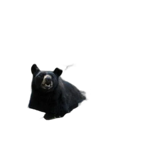 animal, creature, mask, hat, 3d render, photorealistic, concept art, pixel art transparent PNG cut-out