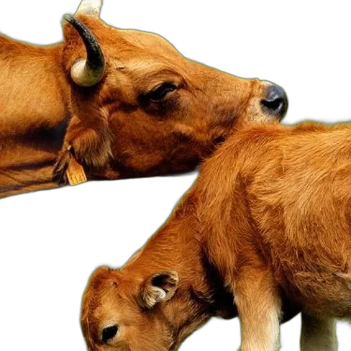 animal, food, photorealistic, cow transparent PNG cut-out