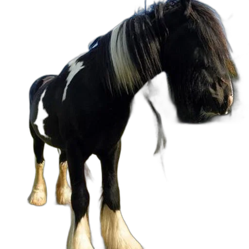 animal, hair, creature, staff, photorealistic, 3d render, concept art, majestic transparent PNG cut-out