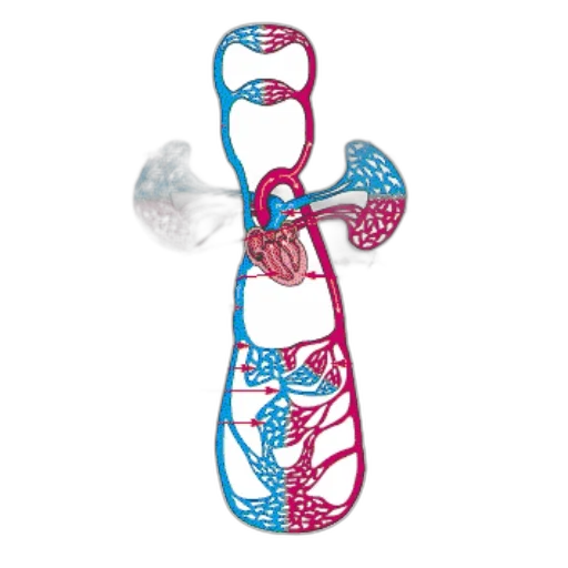 umbrella, staff, diagram, illustrating, human, circulatory, system, highlighting transparent PNG cut-out