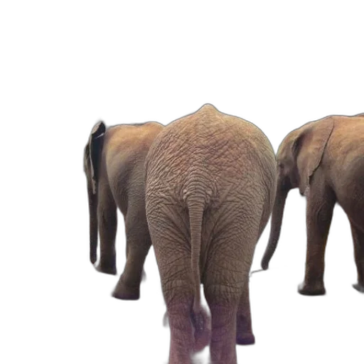 animal, creature, 3d render, photorealistic transparent PNG cut-out