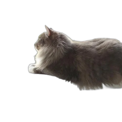 animal, creature, hair, staff, photorealistic, 3d render, concept art, fluffy transparent PNG cut-out