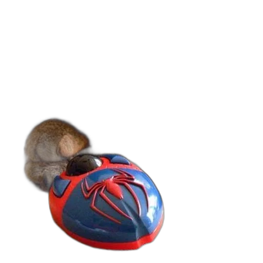 animal, hat, creature, shoes, 3d render, photorealistic, concept art, cat transparent PNG cut-out