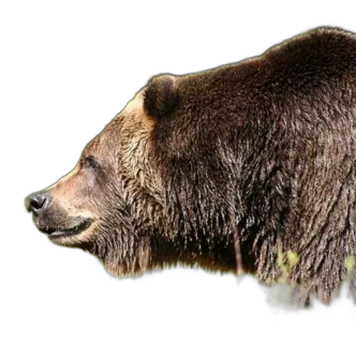 animal, staff, creature, face, photorealistic, concept art, 3d render, grizzly transparent PNG cut-out