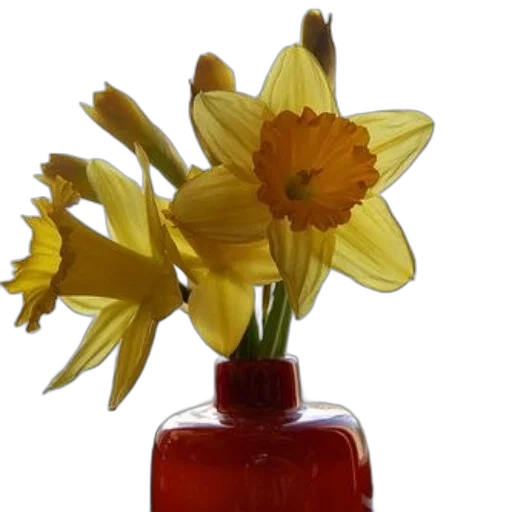 flower, crown, bottle, food, photorealistic, 3d render, oil painting, vibrant transparent PNG cut-out
