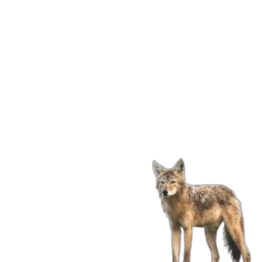 animal, creature, staff, weapon, concept art, 3d render, pixel art, photorealistic transparent PNG cut-out