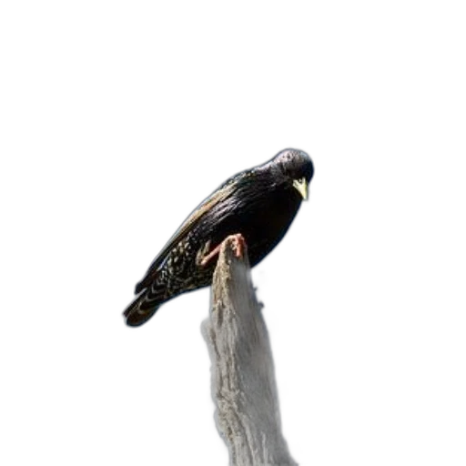 staff, animal, jewelry, hair, photorealistic, 3d render, concept art, oil painting transparent PNG cut-out