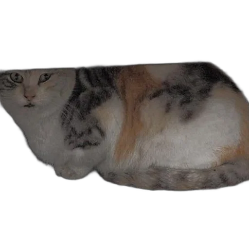 furniture, shoes, animal, hat, photorealistic, 3d render, cat, white transparent PNG cut-out