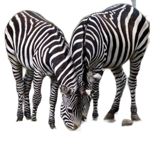animal, creature, 3d render, photorealistic, concept art, monochrome, two, zebras transparent PNG cut-out