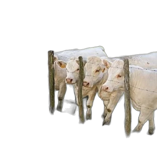 furniture, animal, food, 3d render, photorealistic, dog, group, white transparent PNG cut-out