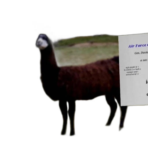 animal, creature, food, weapon, 3d render, llama, stands, field transparent PNG cut-out