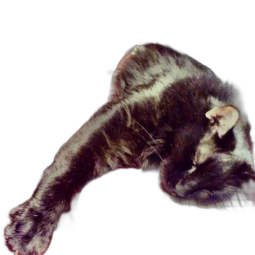 animal, creature, staff, hair transparent PNG cut-out
