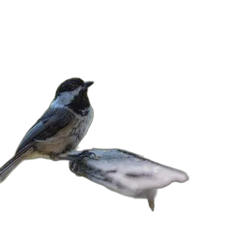 animal, food, weapon, creature, 3d render, photorealistic, concept art, oil painting transparent PNG cut-out