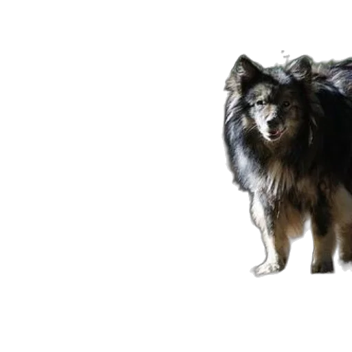 animal, creature, staff, hair, photorealistic, concept art, 3d render, pixel art transparent PNG cut-out