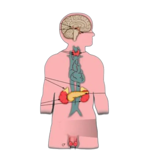 staff, jewelry, crown, anatomical, diagram, human, body, highlighting transparent PNG cut-out