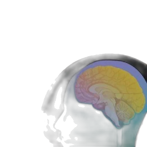 high-yield, neuroanatomy, fourth, edition, book, cover, featuring, silhouette transparent PNG cut-out