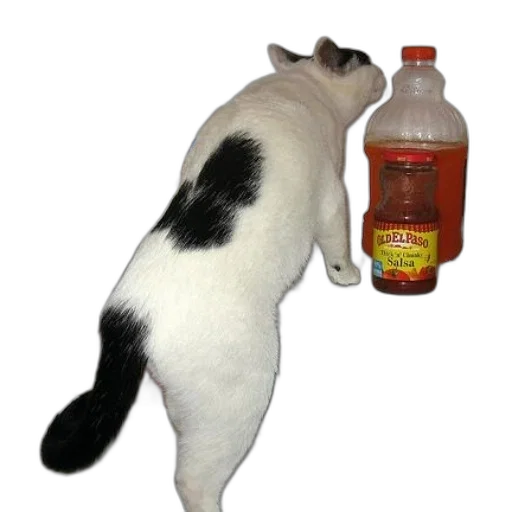 bottle, animal, food, staff, cat, standing, shelf, open transparent PNG cut-out
