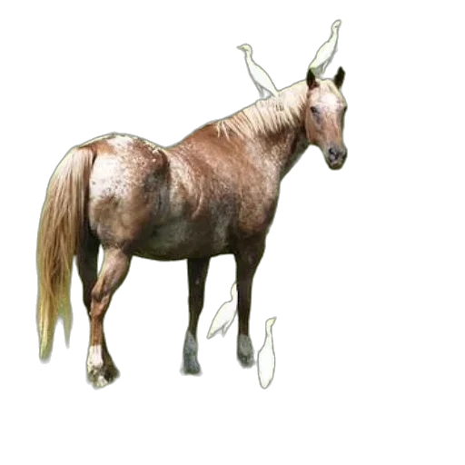 animal, staff, crown, creature, concept art, photorealistic, 3d render, fantasy art transparent PNG cut-out