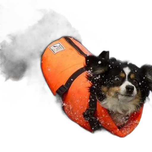 animal, hat, creature, umbrella, snow, underwater, small, dog transparent PNG cut-out