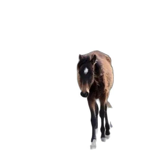 animal, creature, hair, hat, photorealistic, 3d render, concept art, young transparent PNG cut-out