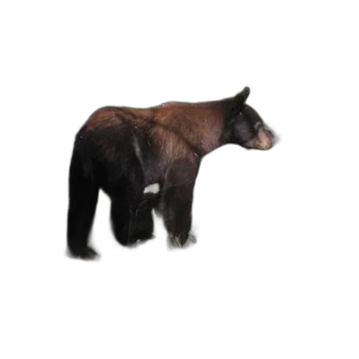 animal, creature, staff, hair, 3d render, concept art, photorealistic, pixel art transparent PNG cut-out