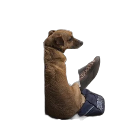 shoes, animal, staff, hat, photorealistic, dog, sits, lap transparent PNG cut-out