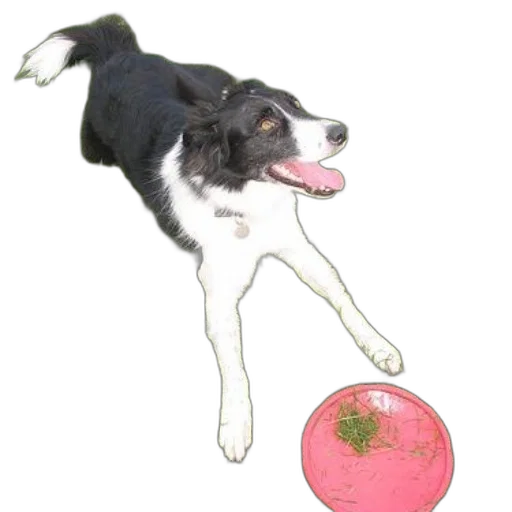 staff, animal, creature, food, photorealistic, watercolor, oil painting, concept art transparent PNG cut-out