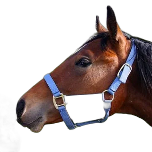animal, jewelry, staff, crown, photorealistic, 3d render, brown, horse transparent PNG cut-out