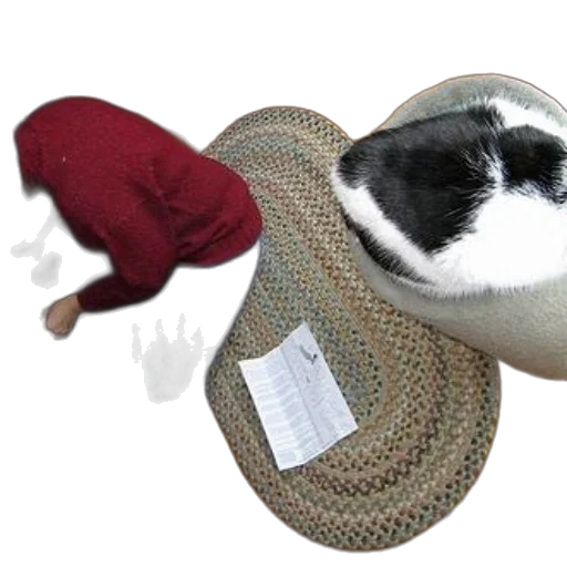 hat, shoes, furniture, animal transparent PNG cut-out