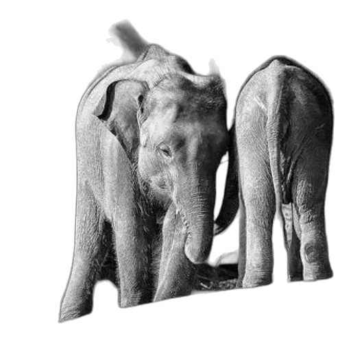 animal, creature, furniture, jewelry transparent PNG cut-out