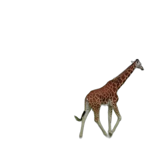 animal, creature, umbrella, staff transparent PNG cut-out