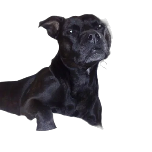 animal, staff, creature, face, photorealistic, 3d render, oil painting, black transparent PNG cut-out