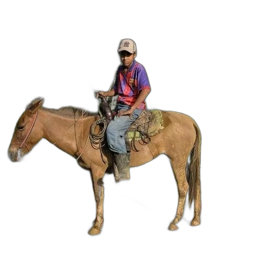 animal, staff, jacket, hat, 3d render, photorealistic, concept art, young transparent PNG cut-out